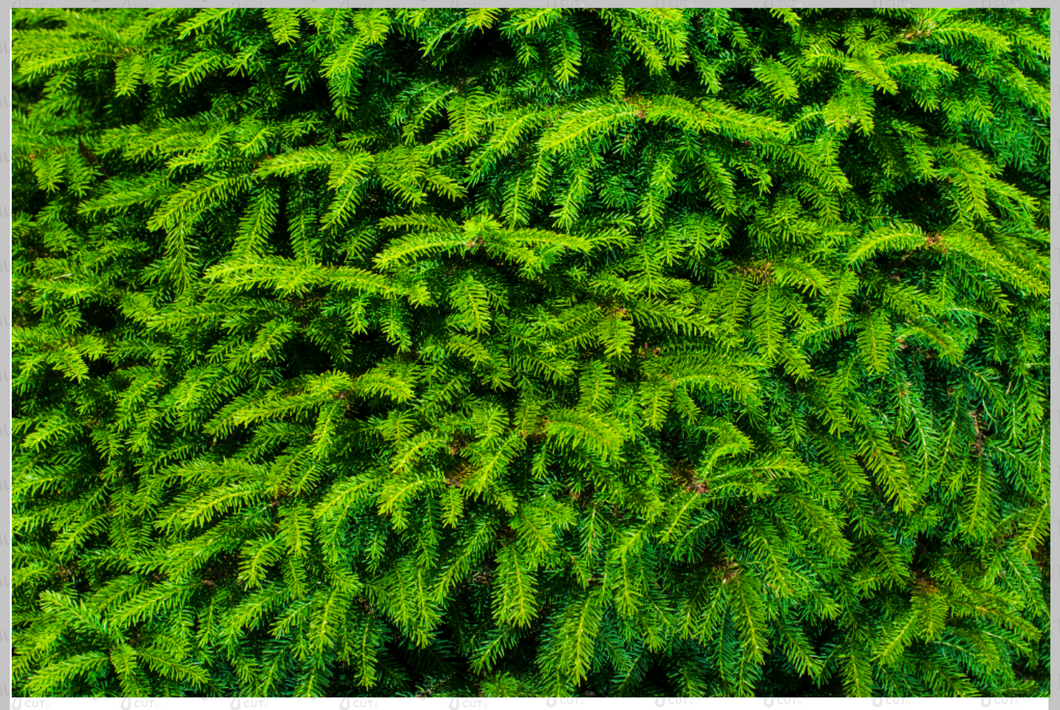 Printed Vinyl & HTV Pine Tree Patterns 12 x 8 inch sheet