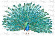Load image into Gallery viewer, Waterslide Decal Peacock with tail feathers open