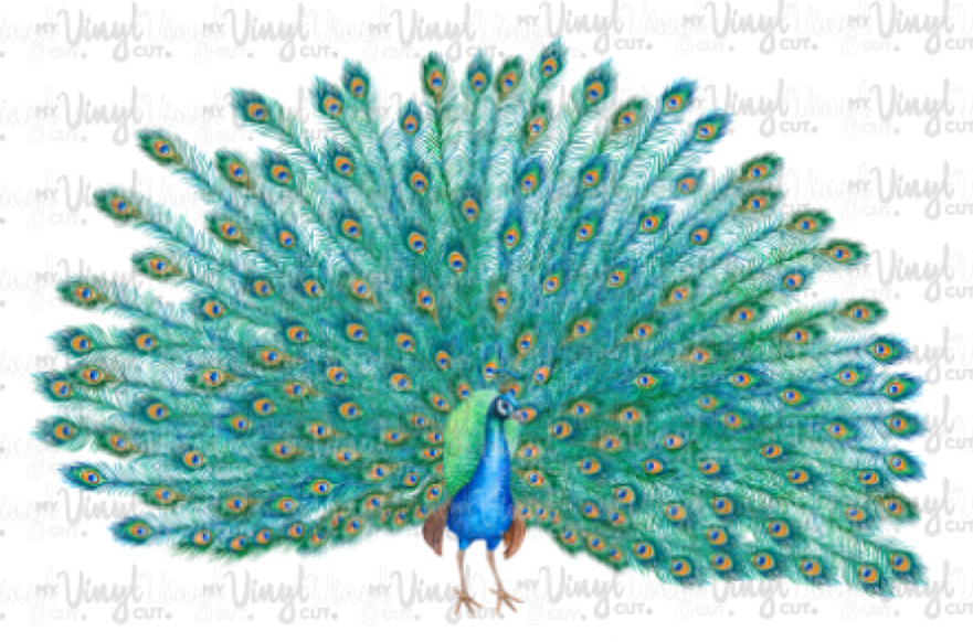 Waterslide Decal Peacock with tail feathers open